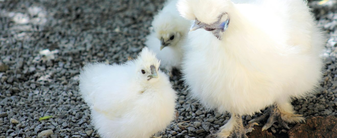 poule soie blanche