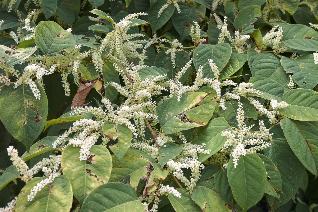 Fallopia-japonica