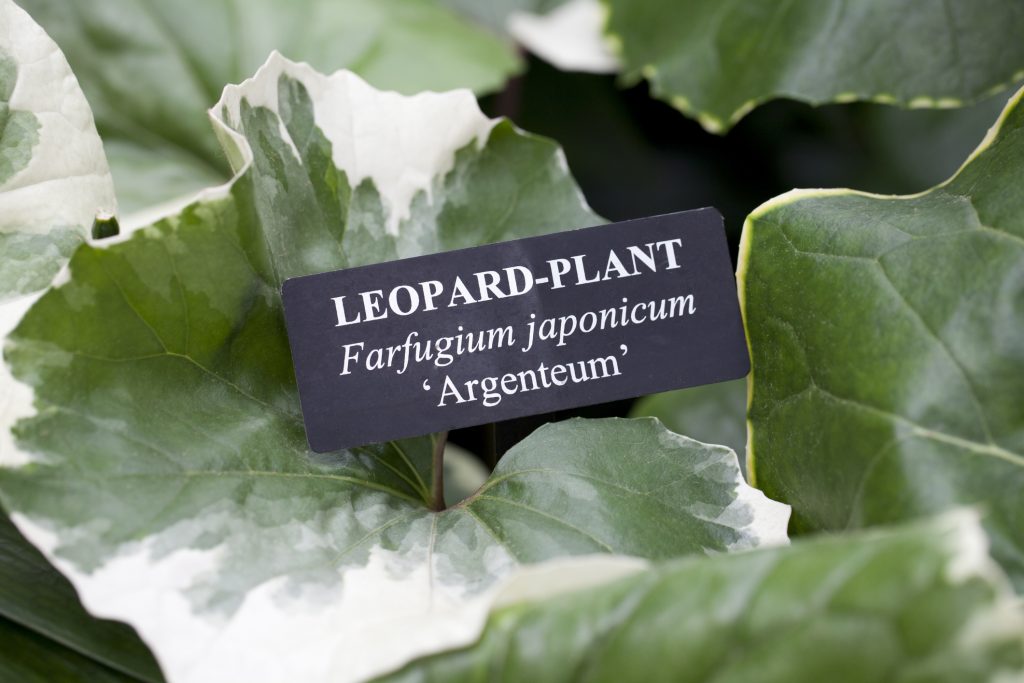 Farfugium-japonicum-‘argenteum