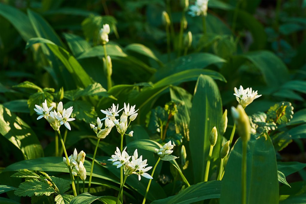 allium ursinum