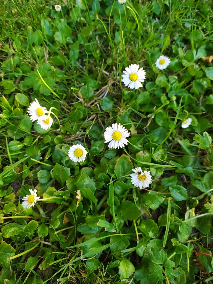 bellis perrenis