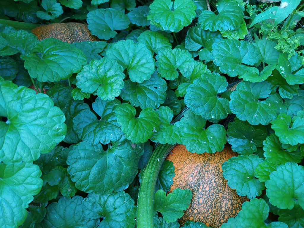 glechoma hederacea