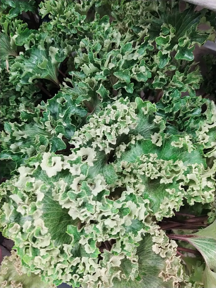 Farfugium japonicum ‘wavy gravy’