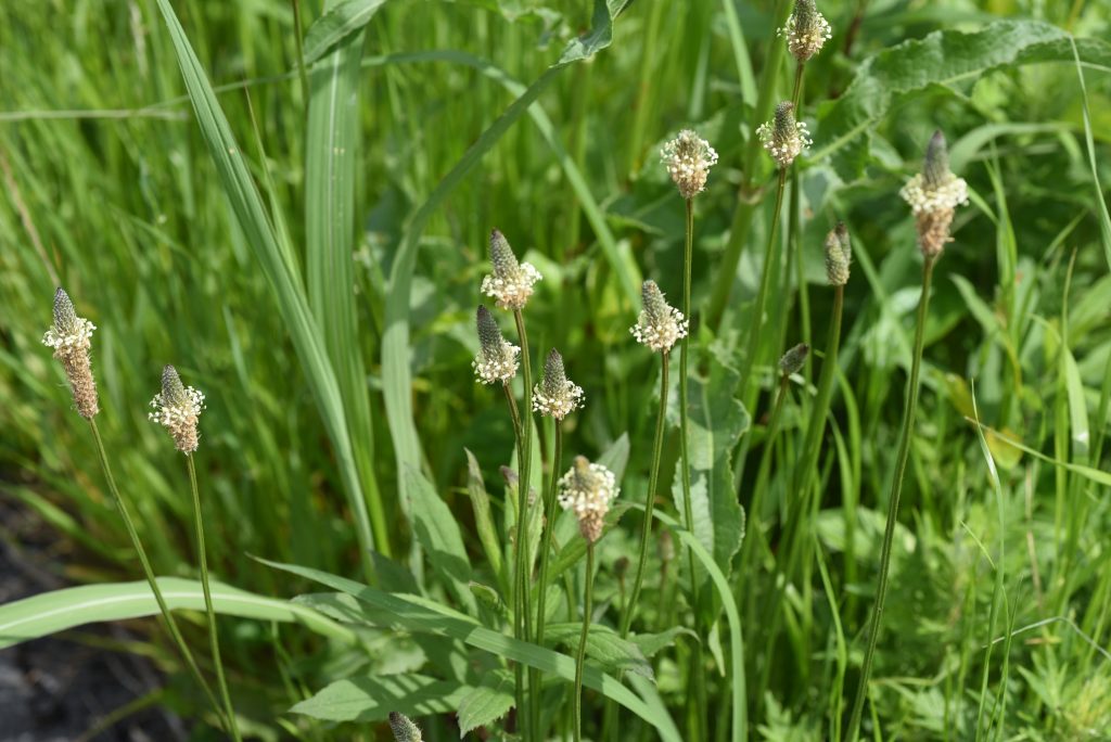 Plantago-lanceolata