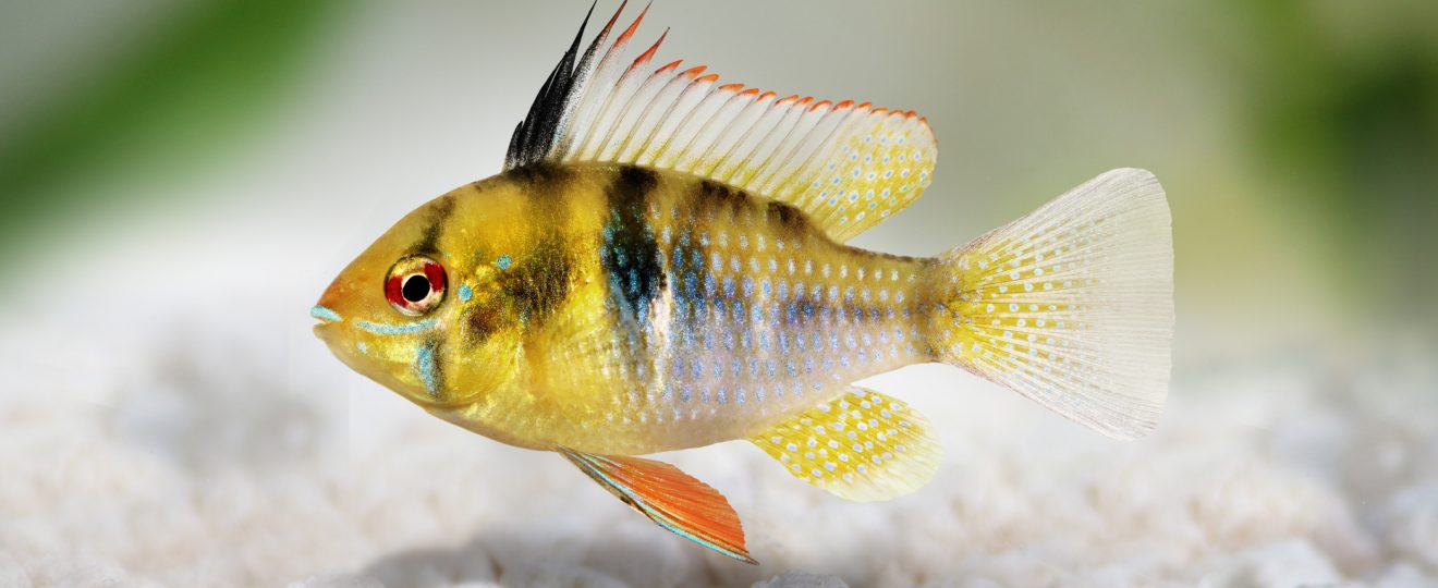 apisto ramirezi