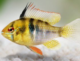 apisto ramirezi