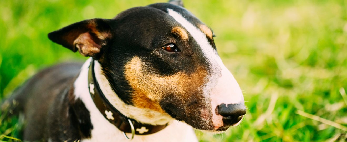 bull terrier