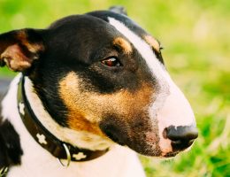 bull terrier