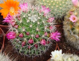 cactus