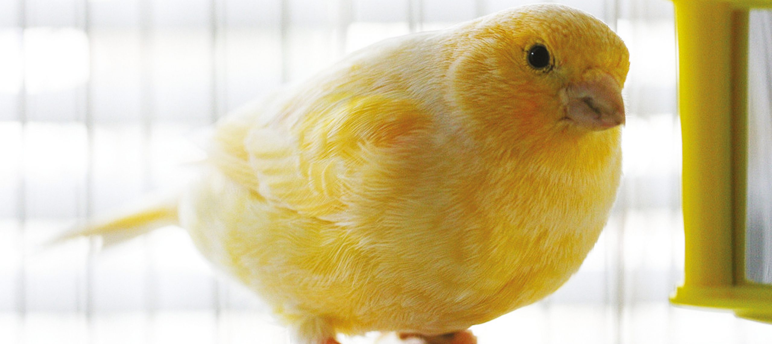 Combien De Temps Les Canaris Couvent Leurs Oeufs LE CANARI -