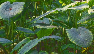 farfugium