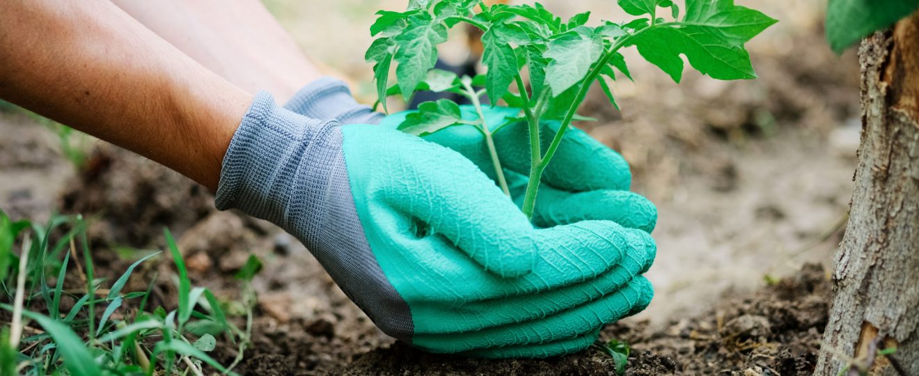 SAVOIR CHOISIR SES GANTS DE JARDINAGE 