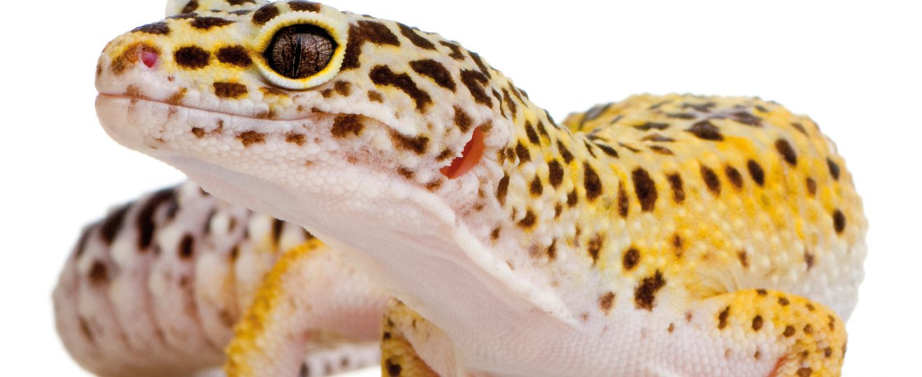 gecko leopard