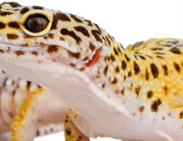 gecko leopard