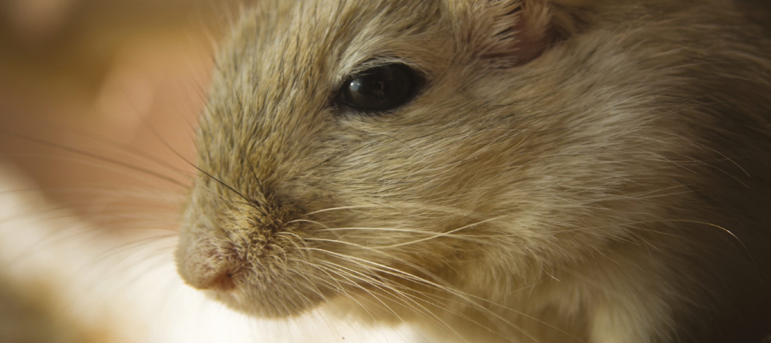 LA GERBILLE DE MONGOLIE