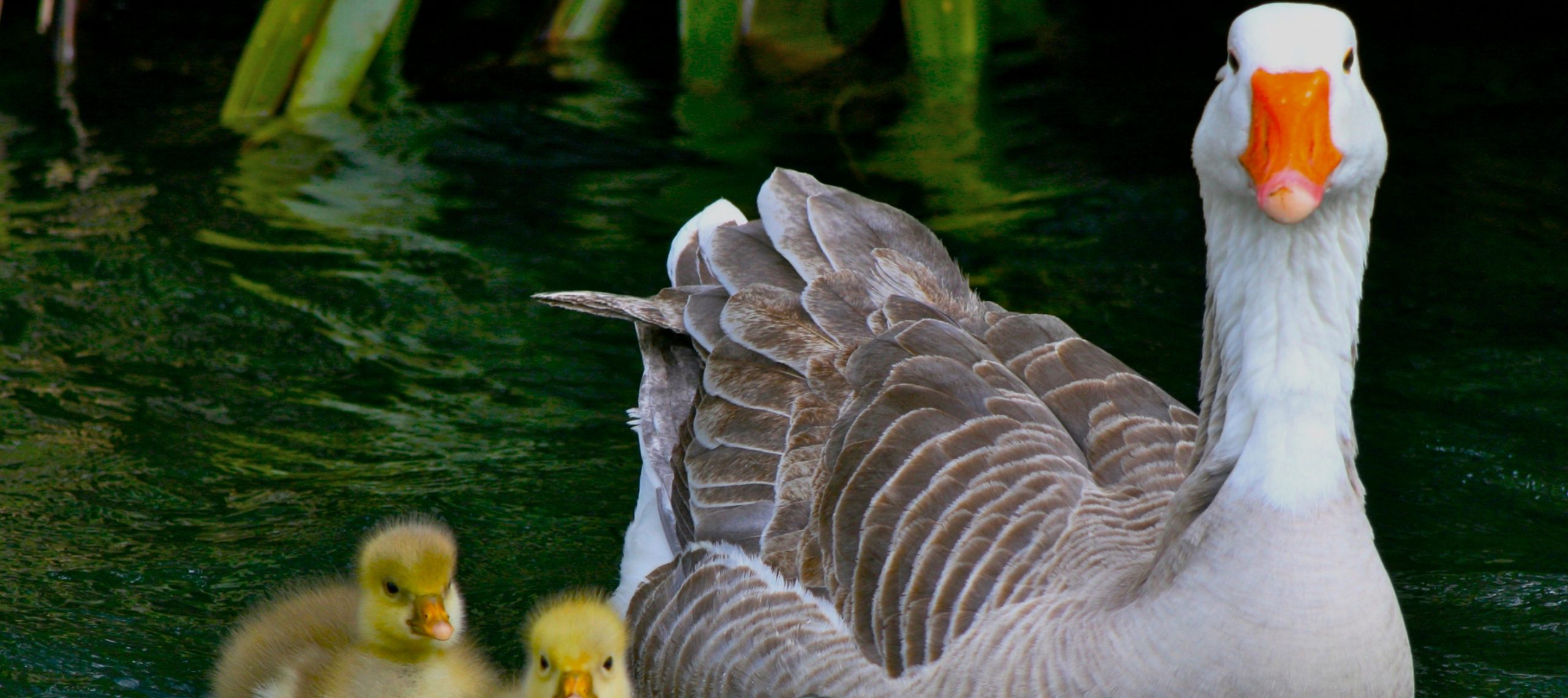 Combien D Oeuf Pond Une Oie L'OIE NORMANDE -