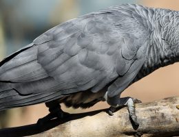perroquet gabon