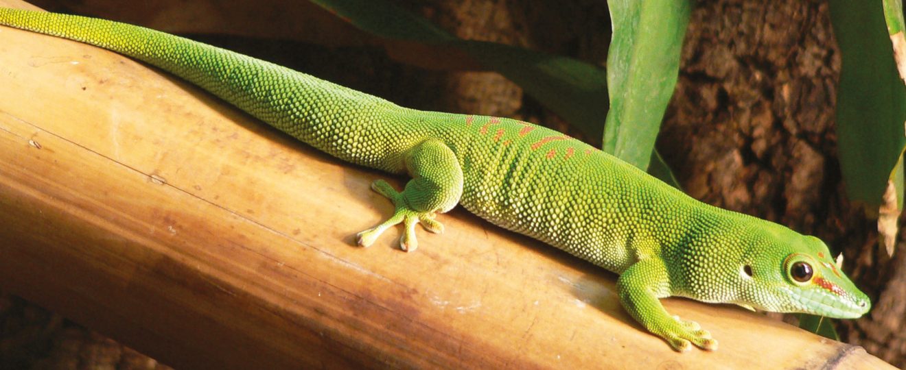 phelsuma laticauda