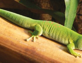 phelsuma laticauda