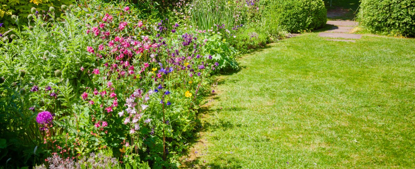 plantes répulsives jardin