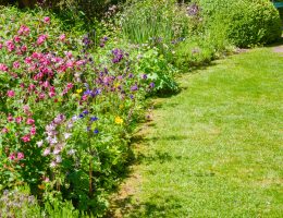 plantes répulsives jardin