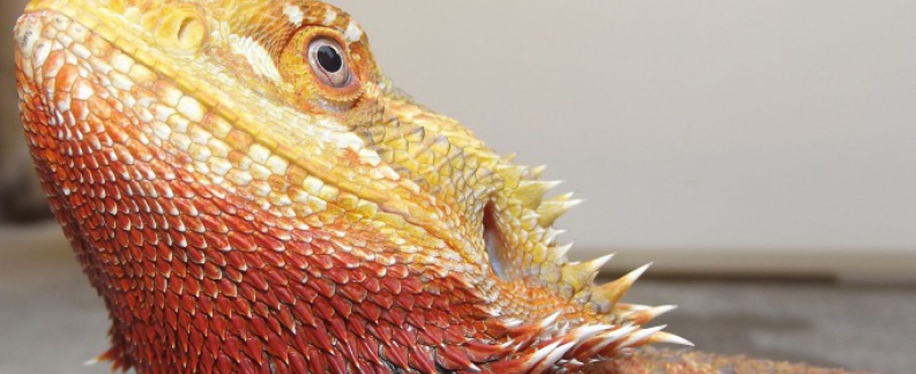 pogona vitticeps