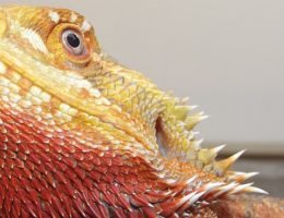 pogona vitticeps