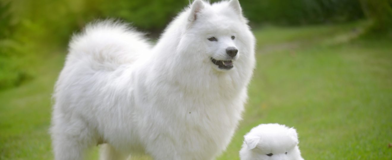 samoyede