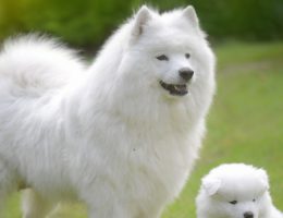 samoyede