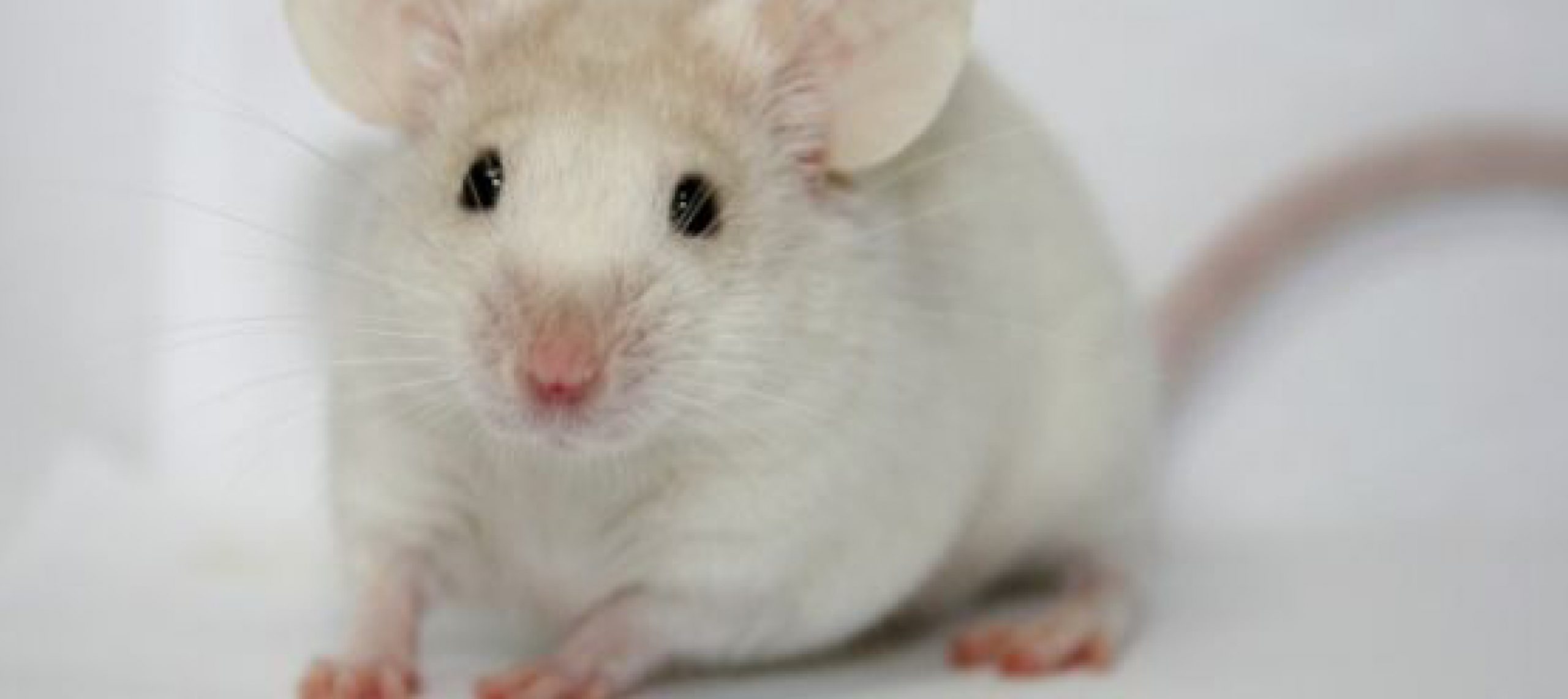 LA SOURIS BLANCHE