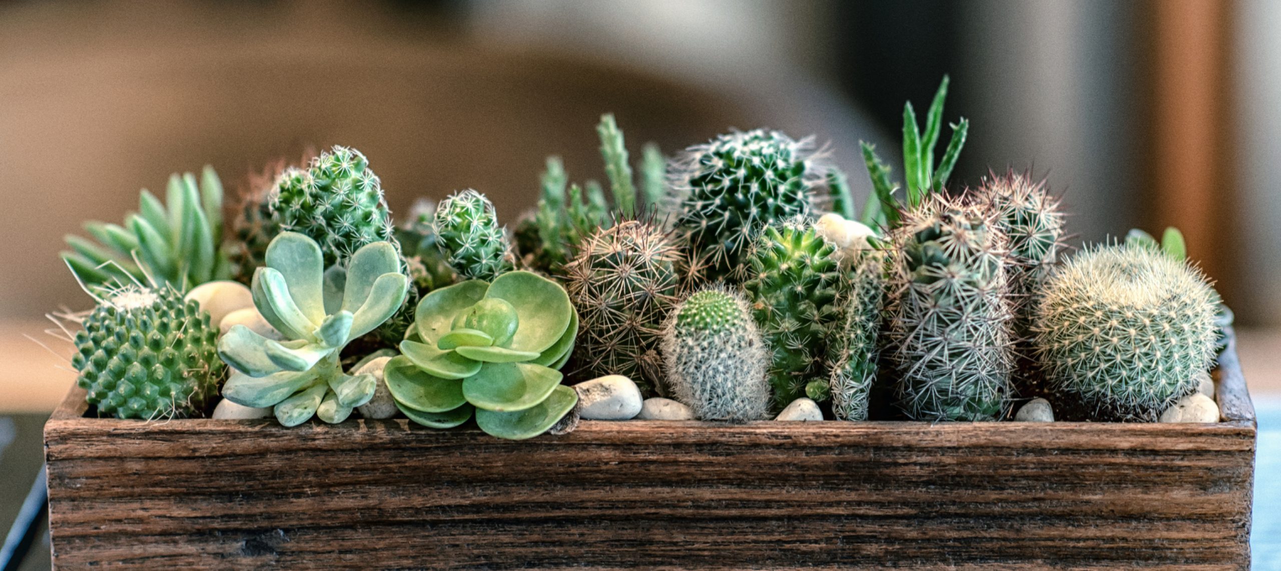 LES PLANTES SUCCULENTES