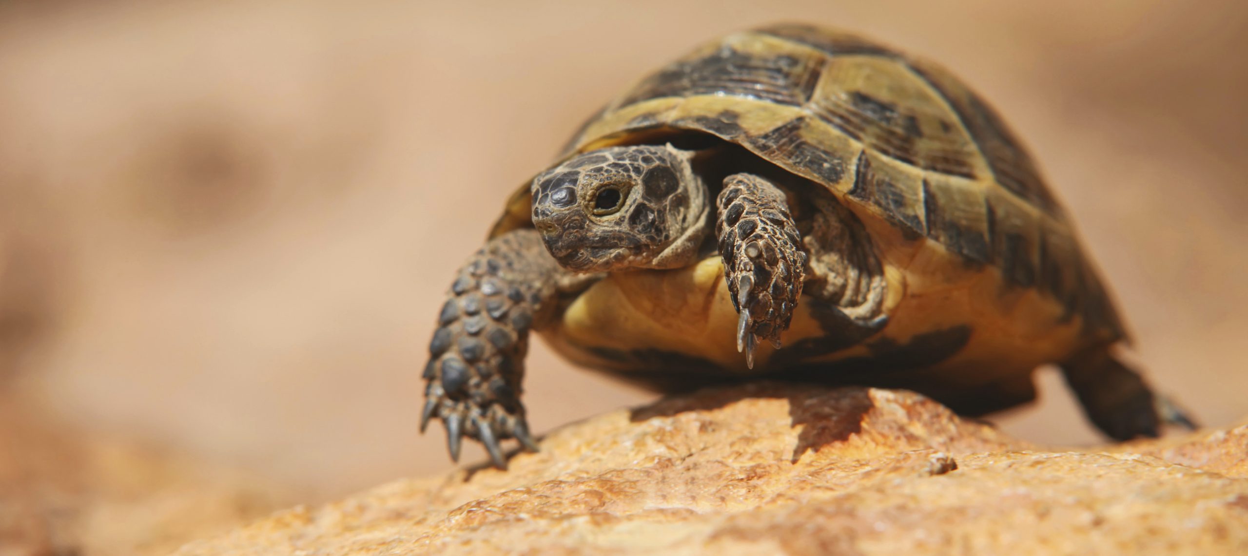 La Tortue De Terre La Tortue De Terre