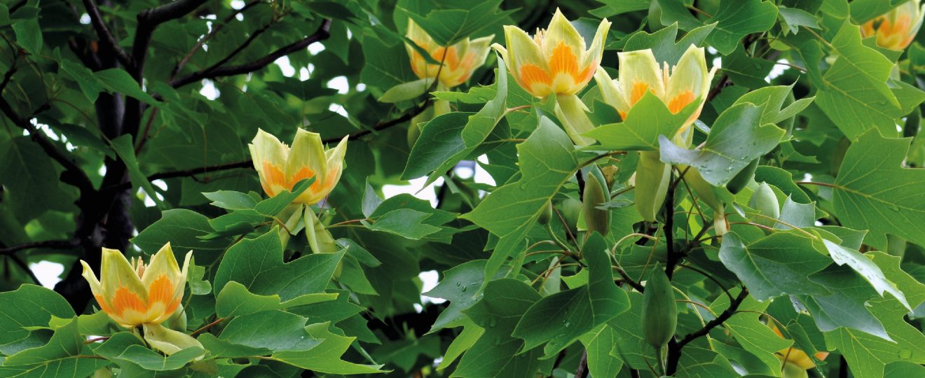 Liriodendron Tulipife