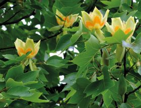 Liriodendron Tulipife