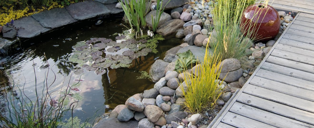 Plantes flottantes pour bassin