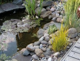 Plantes flottantes pour bassin