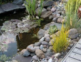 Plantes flottantes pour bassin