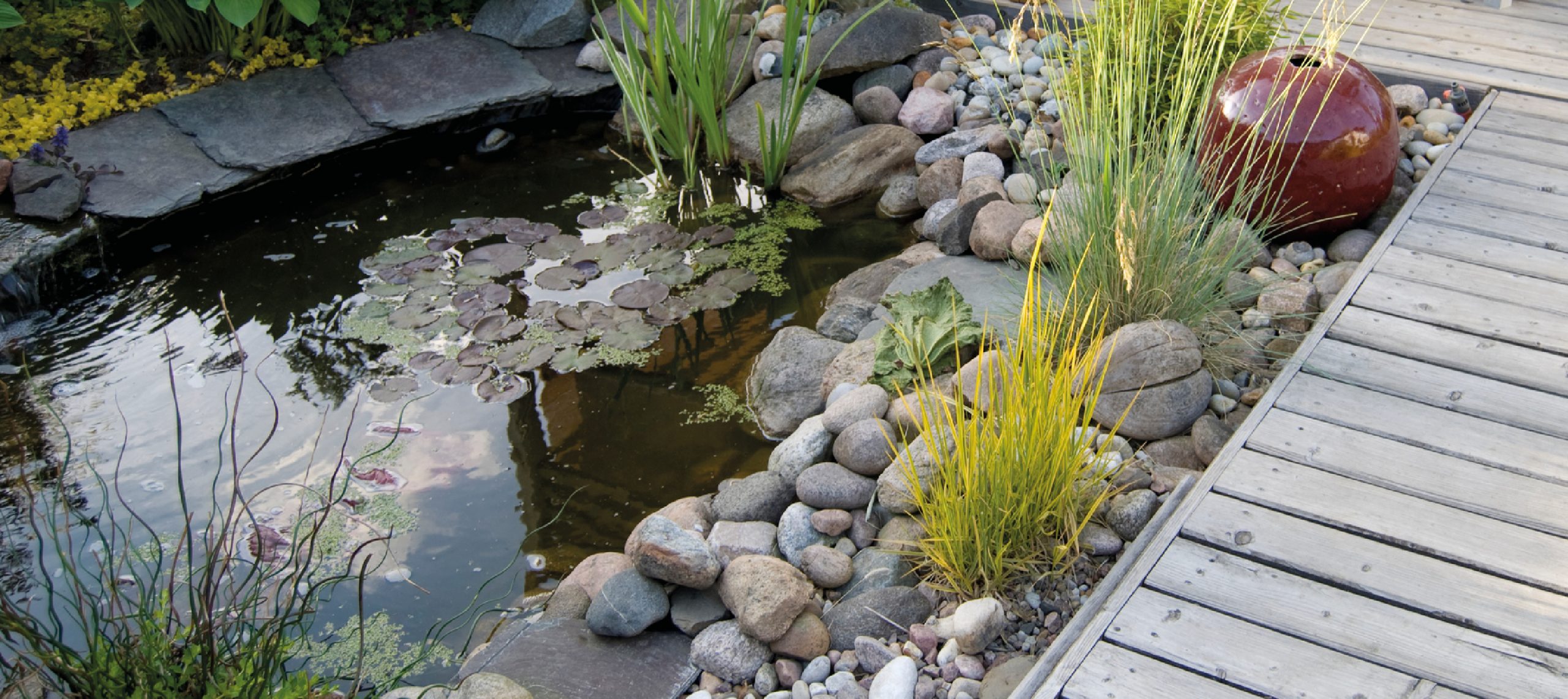 LES PLANTES FLOTTANTES POUR BASSINS