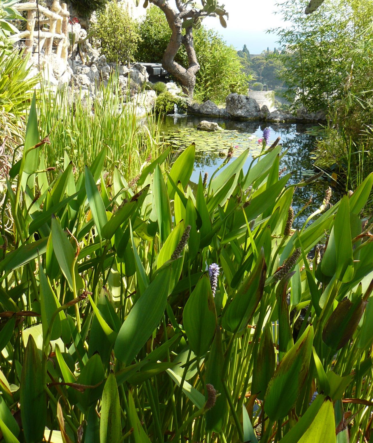 Plantes Aquatiques Bassin Extérieur