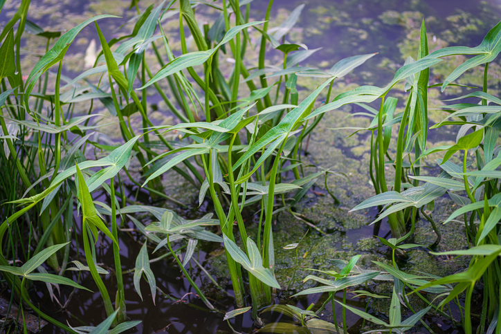 Sagittaria latifolia