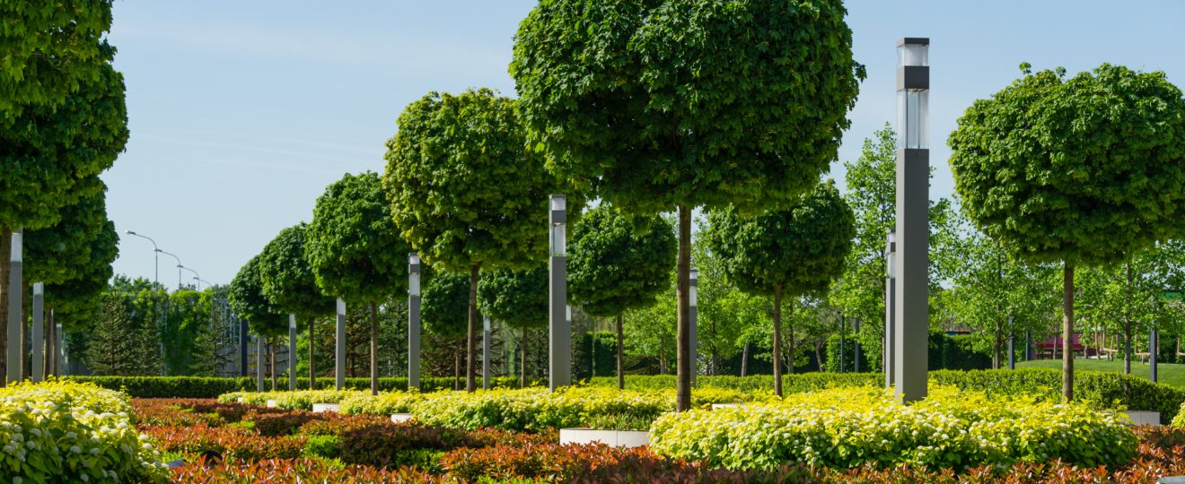 arbres boules