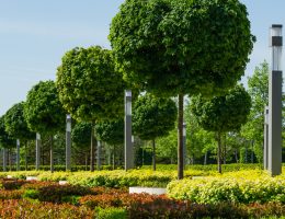 arbres boules