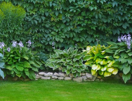 10 PLANTES À GRAND DÉVELOPPEMENT POUR TERRAIN HUMIDE