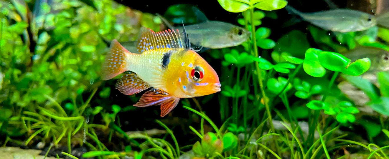 mikrogeophagus altispinosa