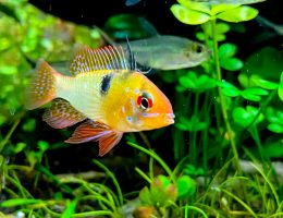 mikrogeophagus altispinosa