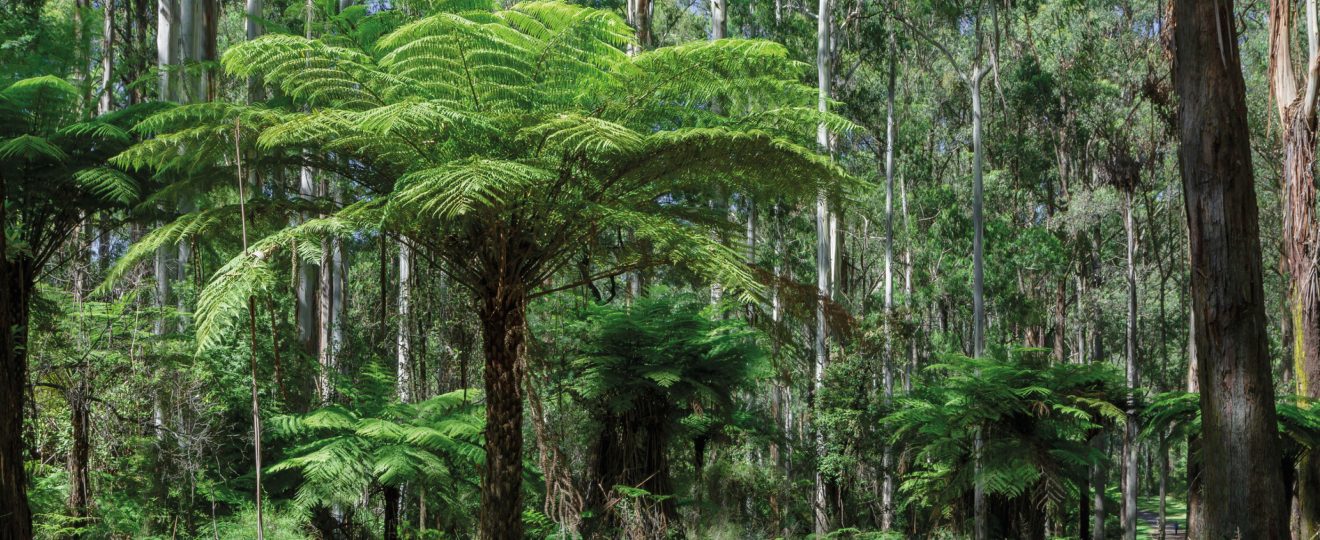 10 plantes d'australie et de nouvelle zélande