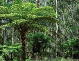 10 plantes d'australie et de nouvelle zélande