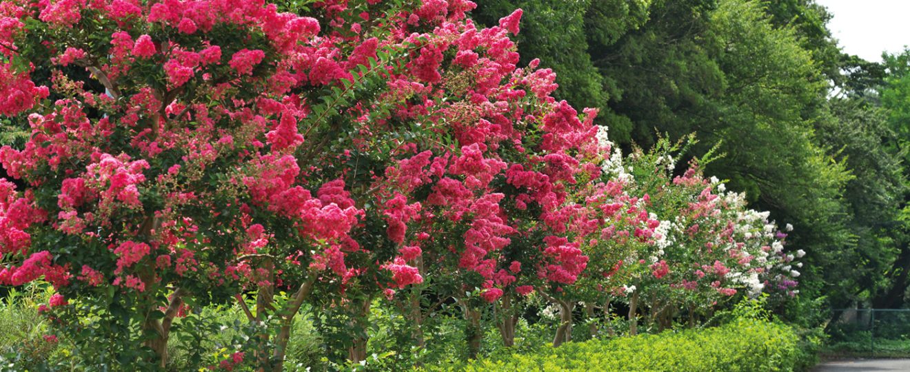 Lilas des indes