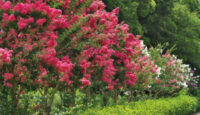 Lilas des indes