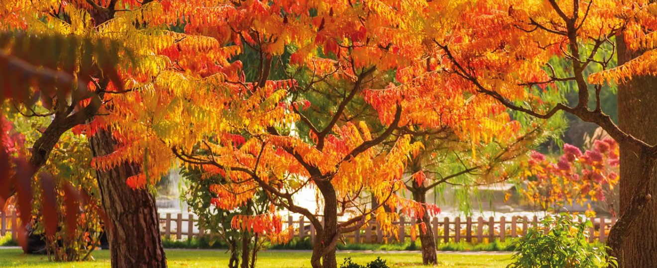 Rhus Typhina, Summac de Virgnie, Arbre